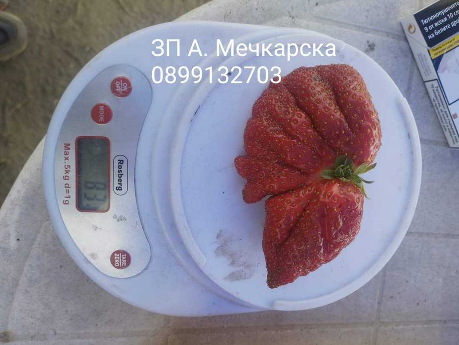 Продавам разсад ягоди сорт Алба