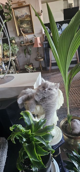 Британско лилаво коте