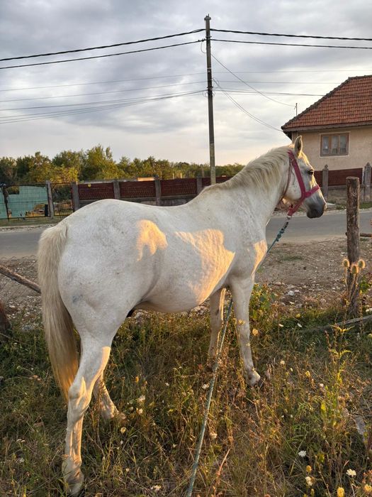Vând cal, 13ani, nu a fost batut și e foarte cuminte