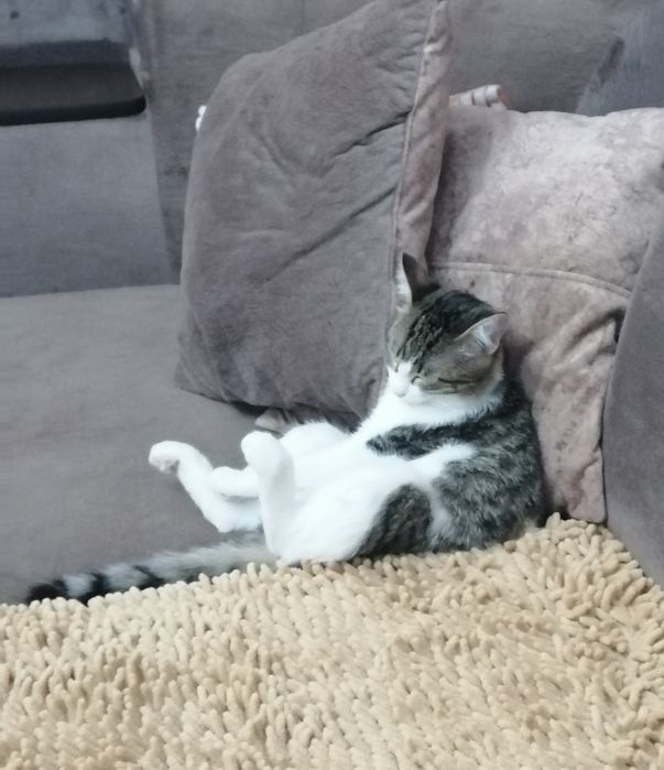 Отдам в хорошие руки кошку.