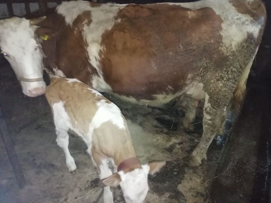 Vaca cu vițel bălțată de vanzare