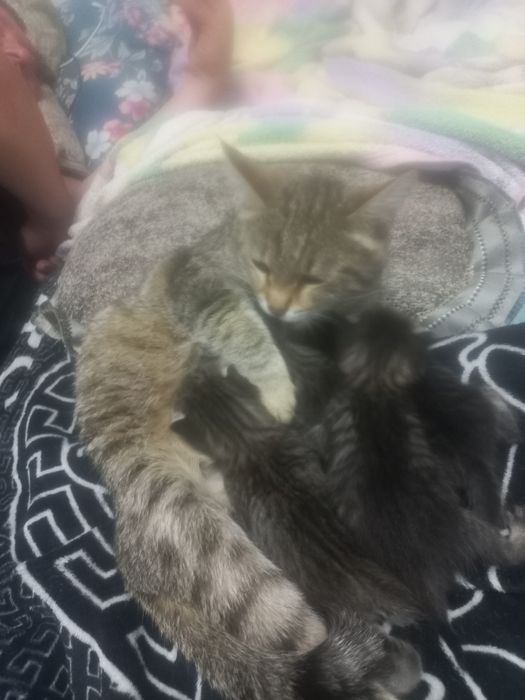 Отдам красивых котят