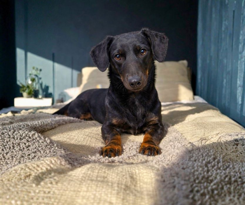 Такса-компаньон для спокойной семьи