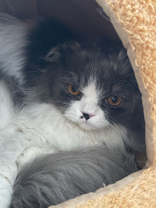 Отдам в хорошие руки Скоттиш фолд , домашнего кота