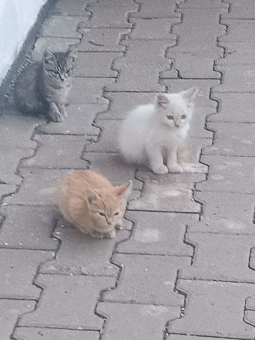 Отдам катят в хорошие руки.