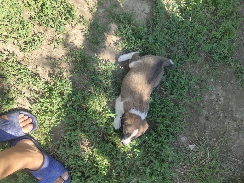Отдам щенков в хорошие руки