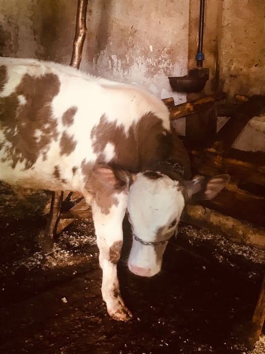 Vând bou belgian si junincă