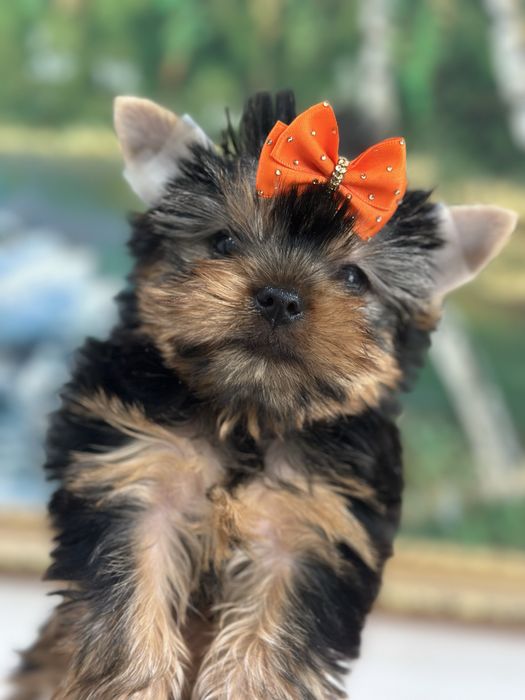 Милые щеночки цоркширского терьера