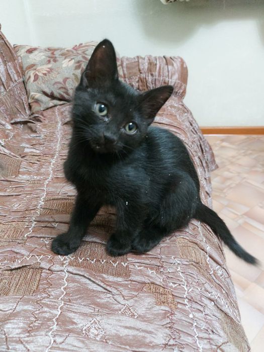 Котенок 4 мес мальчик