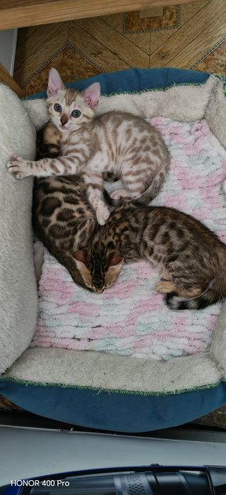 Бенгальские котята редкого окраса