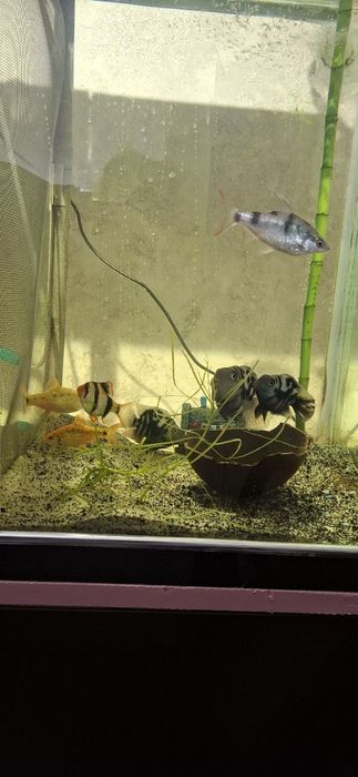 Аквариум ва баликлар сотилади