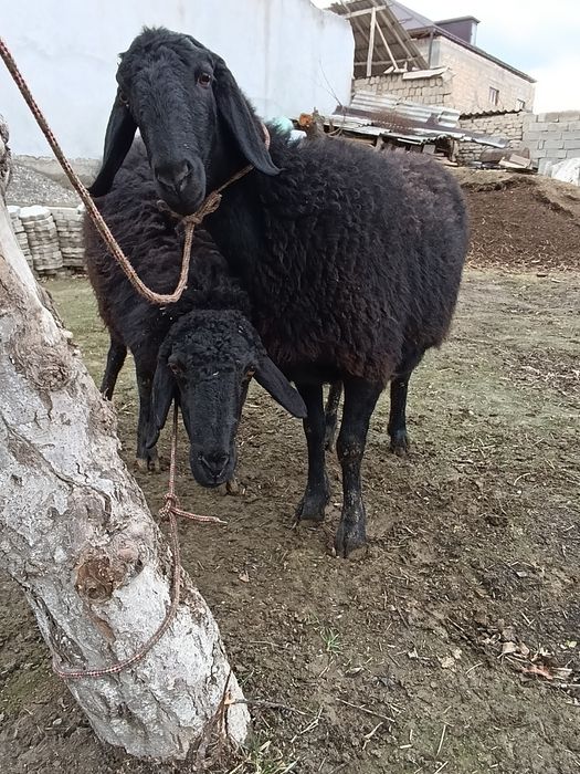 sovluq qoylar sotiladi