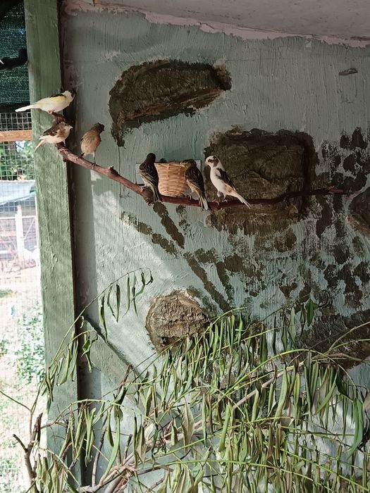 Canari  de vânzare