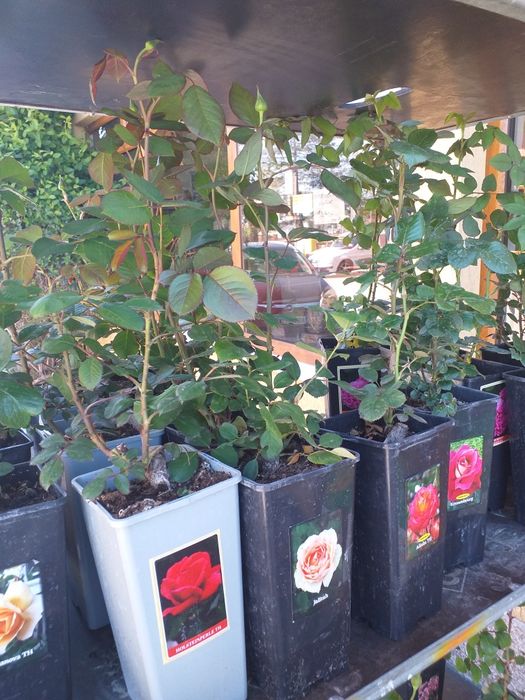 Vand trandafiri cataratori soi premiu diferite culori