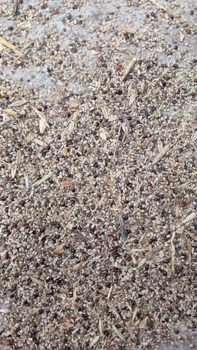 Зерноотходы Отруби Полова Отходы