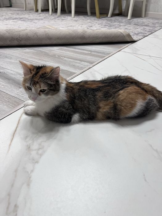Кошечка ласковая