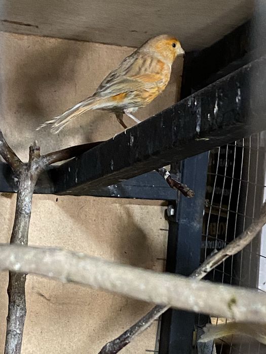 Продам канареек срочно