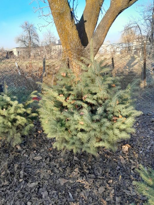 Продам ёлки по 15000
