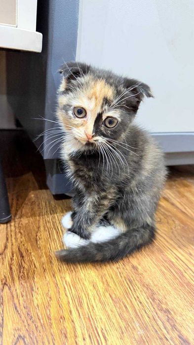 породистая кошка (вислоушка)