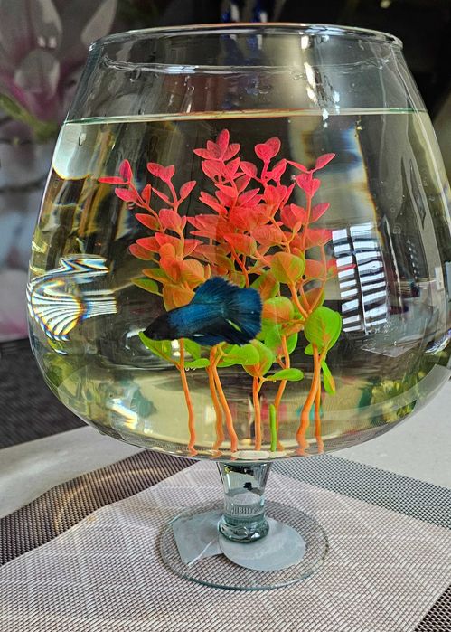 Аквариумная рыбка петушок