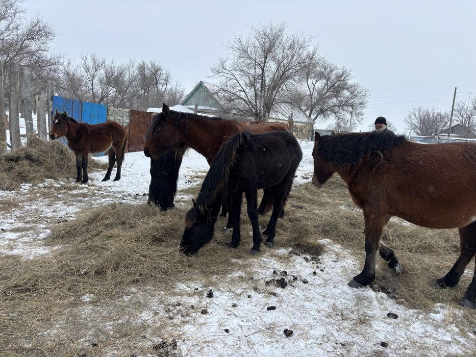 Жабагы ургашы 1 бас сатылады