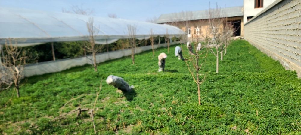 Yer uchaska sotiladi