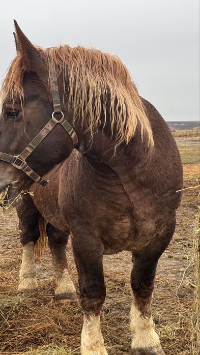 Vand iapa de 3 ani rasa breton