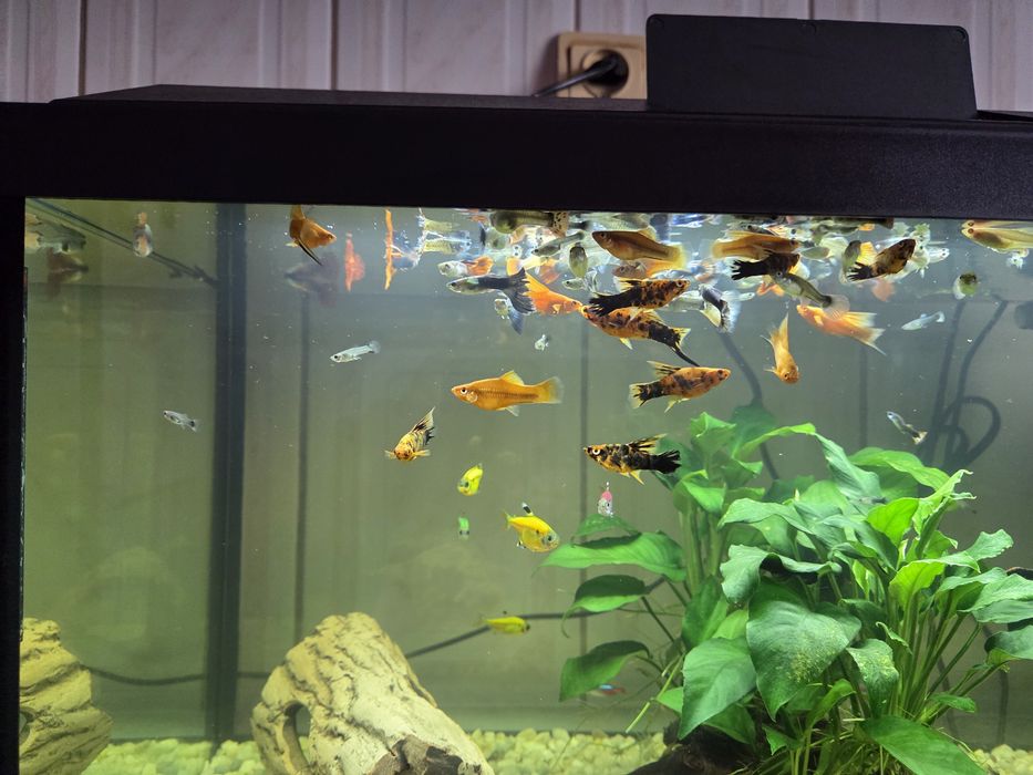 Pesti de acvariu (Xipho si guppy)