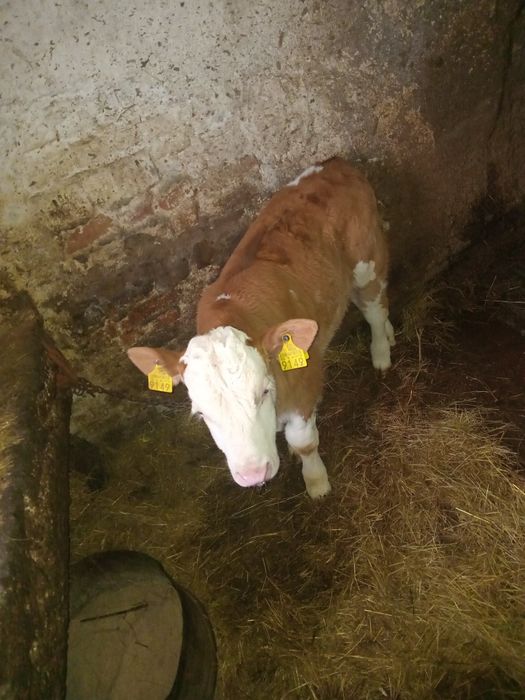 Vand vițel BR de 2 luni