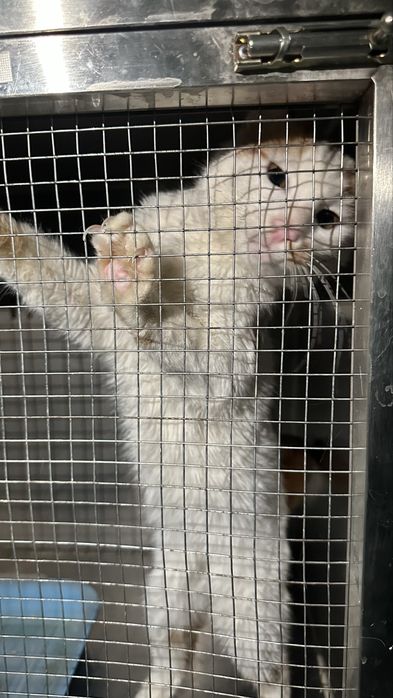 Кошка в добрые руки