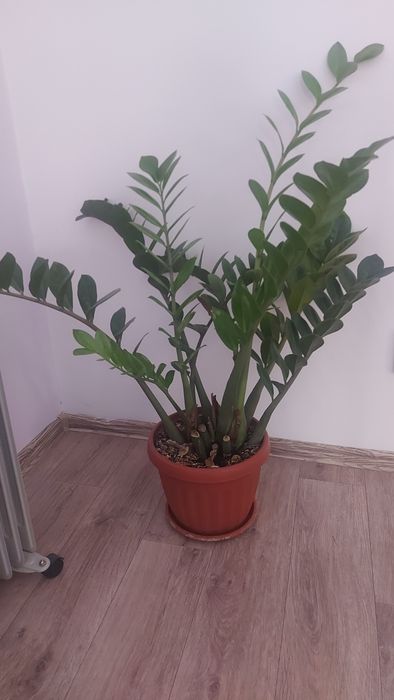 Продам замиокулькас