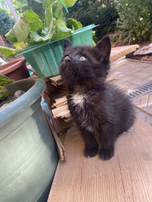 Отдам котенка 1,5 месяца