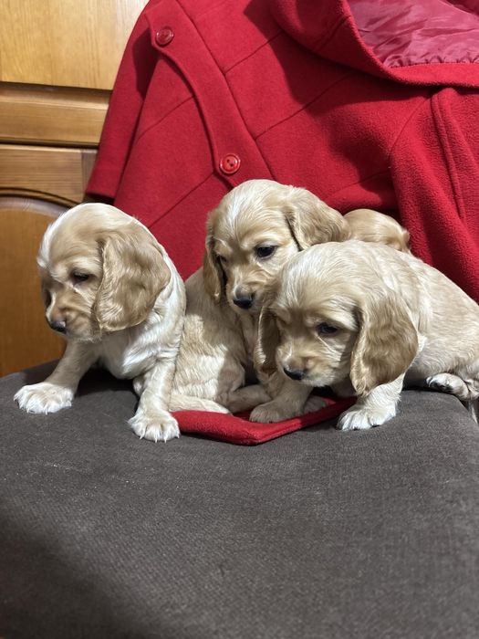 Кокер шпаньол . Малки кученца