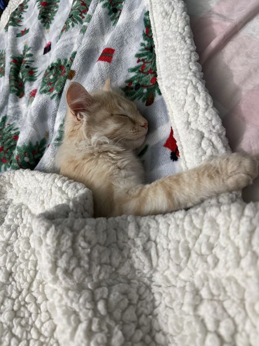 Toffi котенок астана