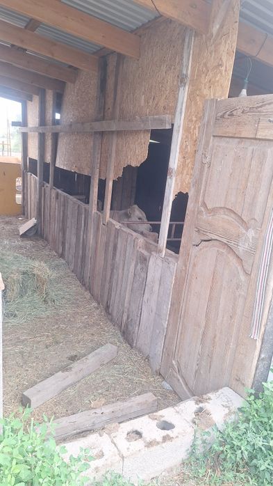 Продам КХ -20сот в месте скотом