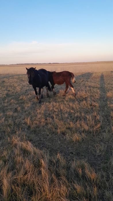 Продам молодого тая