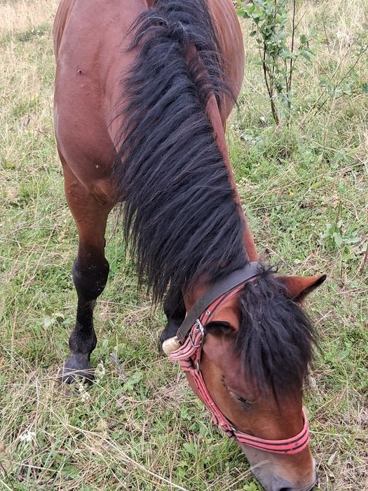 De vanzare pt mai multe detalii la tel