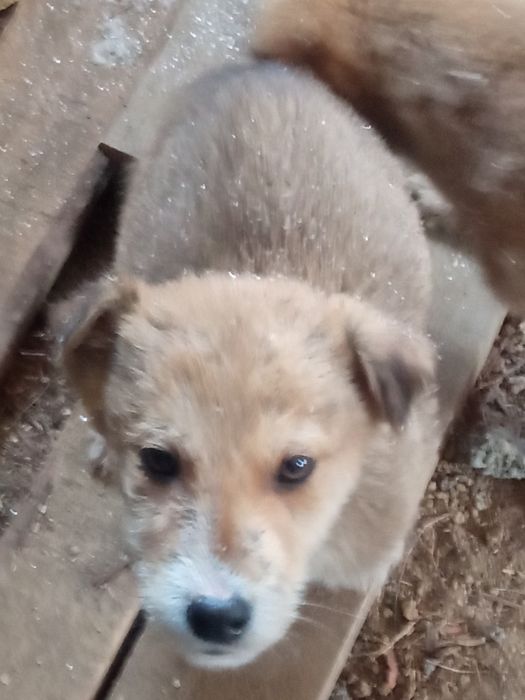 Ищем дом щенкам щенкам