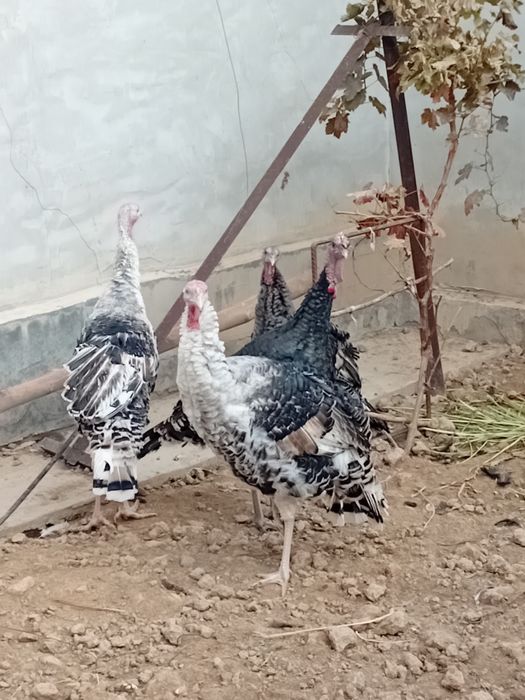 Курка юш хорозлари