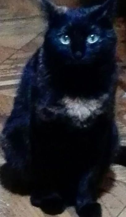 Потерялась кошка черная с рыжими пятнами на чиланзар 24