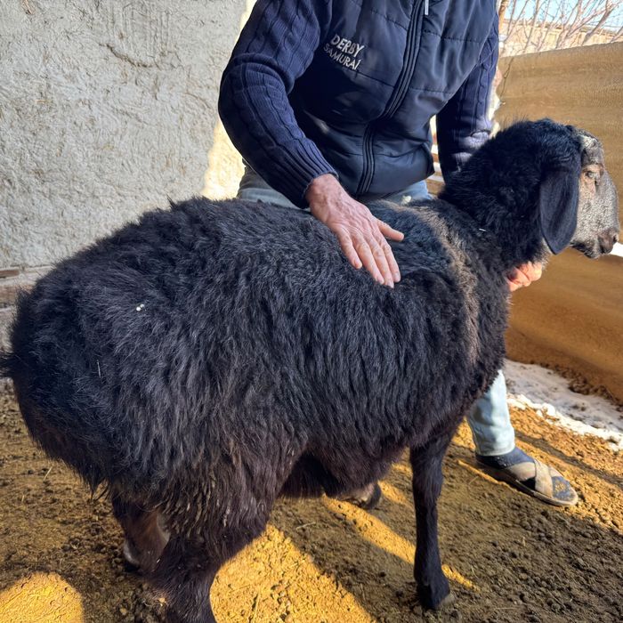 Elita hisoriga gibrit qochqor