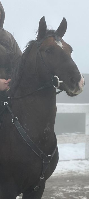 Продам хорошего конч