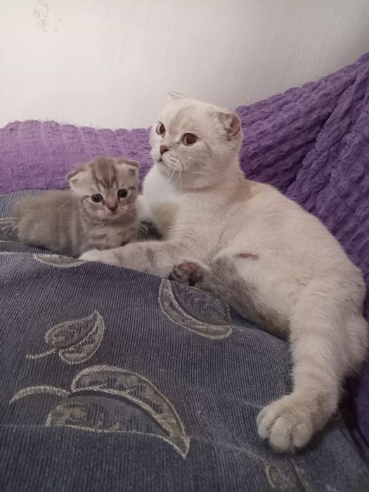 Котята Скоттиш-Фолд