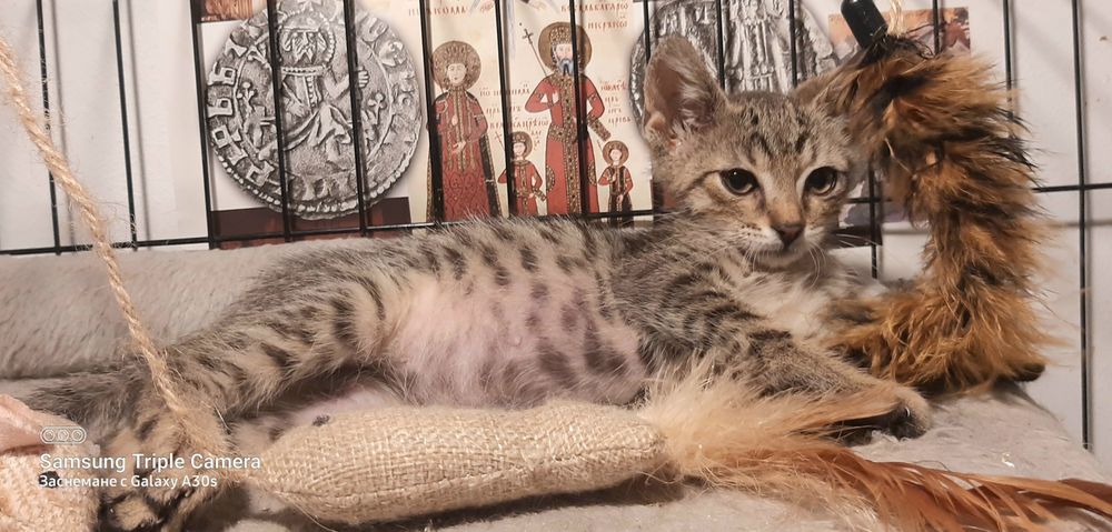 Котарачето Вито на 3 месеца търси дом