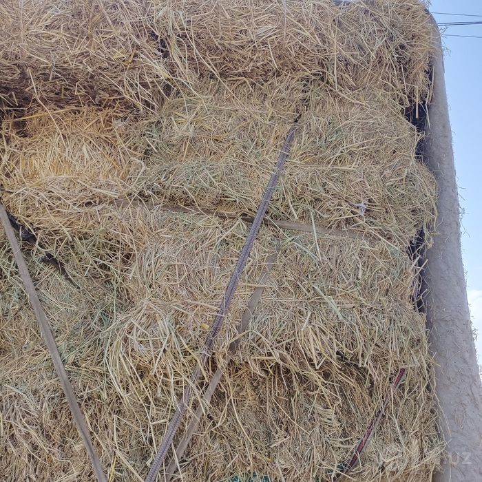 Preslar bor. Beda. Somon. Sholi poxol. Hashak