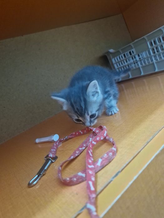 От папы Манчкина мальчик 1,5м