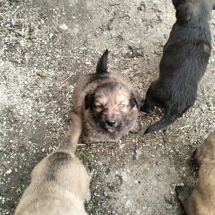 Отдам щенят в добрые руки