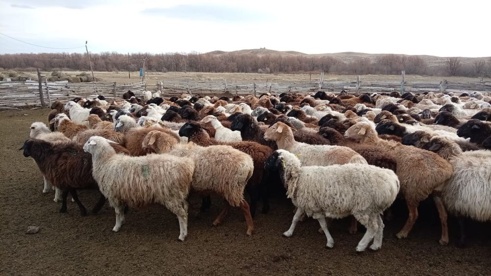 Буаз қойлар сатылады