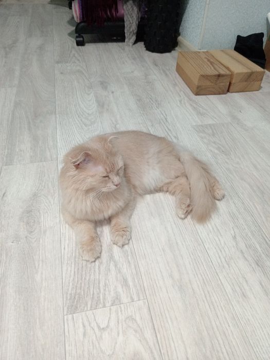 Отдам кота, в добрые, ответсвенные руки- кот-подросток, смесь - висл