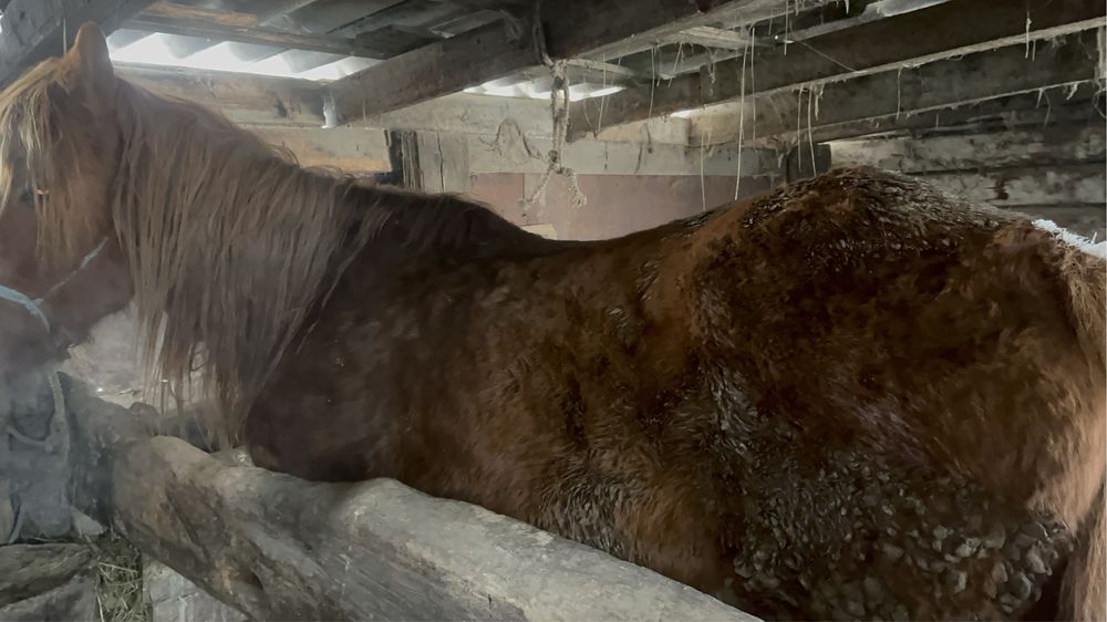 Продам кобылу либо обмен на жеребят